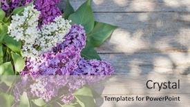  Presentation with paper quilling colorful paper flowers - Presentation theme enhanced with outdoor spaces - colorful lilac flowers on garden background and a  colored foreground