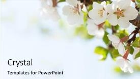  Presentation with sakura japanese cherry branch - Presentation featuring outdoor spaces - sakura cherry blossom sunny spring background and a sky blue colored foreground