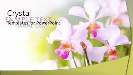  Presentation with orchid - Audience pleasing slides consisting of outdoor tropical orchid with space backdrop and a white colored foreground