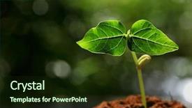  Presentation with young plant - Colorful PPT layouts enhanced with outdoor young plant in sunlight backdrop and a tawny brown colored foreground