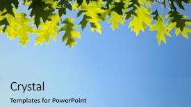  Presentation with falling leaves - PPT layouts enhanced with outdoors background over blue sky background and a  colored foreground