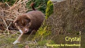  Presentation with aussie - PPT theme having  background and a  colored foreground