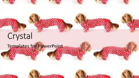  Presentation with dachshund - Presentation design featuring outfit with white love heart background and a coral colored foreground