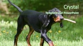  Presentation with tan - PPT theme consisting of outiside - black and tan coonhound playing background and a tawny brown colored foreground