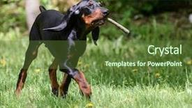  Presentation with tan - PPT theme having outiside - black and tan coonhound playing background and a tawny brown colored foreground