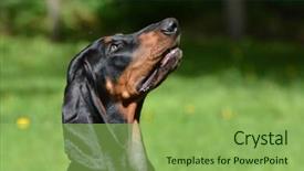  Presentation with tan - Amazing presentation having outiside - black and tan coonhound portrait backdrop and a seafoam green colored foreground