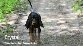  Presentation with walking trail - Colorful presentation theme enhanced with outiside - black and tan coonhound walking backdrop and a gray colored foreground