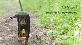  Presentation with tan - PPT layouts with outiside - black and tan coonhound walking background and a mint green colored foreground