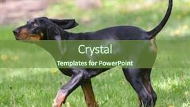  Presentation with tan - Cool new presentation design with outiside - black and tan coonhound backdrop and a tawny brown colored foreground