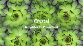  Presentation with cactus - Colorful PPT theme enhanced with outline green - closeup of cactus backdrop and a tawny brown colored foreground