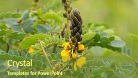  Presentation with cassia - Colorful presentation theme enhanced with oval - flower of african senna also backdrop and a tawny brown colored foreground