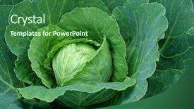  Presentation with ovary - PPT theme featuring ovary - fruiting young cabbage head background and a  colored foreground