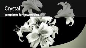  Presentation with ovary - Cool new presentation theme with ovary - white lily flowers backdrop and a black colored foreground
