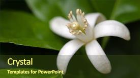  Presentation with extreme - Colorful PPT theme enhanced with ovary - white orange blossom among leaves backdrop and a tawny brown colored foreground