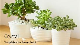  Presentation with container pots - Amazing presentation theme having ovata echeveria in white pot backdrop and a lemonade colored foreground