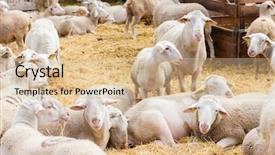  Presentation with sheep - Beautiful presentation design featuring ovelha - sheep on the farm backdrop and a lemonade colored foreground