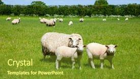  Presentation with pasture - Slide set enhanced with ovelha - sheep with lambs background and a tawny brown colored foreground