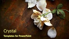  Presentation with white rose - Colorful PPT layouts enhanced with overblown-white-autumn-rose backdrop and a wine colored foreground