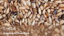  Presentation with sunflower - PPT theme with overcooked-peeled-sunflower-seeds-background background and a coral colored foreground