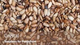  Presentation with sunflower - Amazing presentation having overcooked-peeled-sunflower-seeds-background backdrop and a tawny brown colored foreground