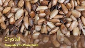  Presentation with sunflower - Presentation theme enhanced with overcooked-peeled-sunflower-seeds-background background and a tawny brown colored foreground