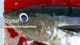  Presentation with sport injuri - Slide deck enhanced with overfishing - albacore bloody tuna sport fisherman background and a gray colored foreground