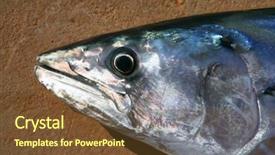  Presentation with tuna - PPT layouts featuring overfishing - bonito skipjack tuna sarda sarda background and a tawny brown colored foreground