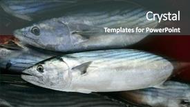  Presentation with tuna can - Amazing PPT layouts having overfishing - bonito skipjack tuna sarda sarda backdrop and a gray colored foreground