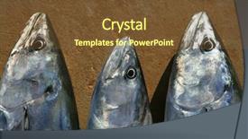  Presentation with tuna fish - Slide deck featuring overfishing - bonito skipjack tuna sarda sarda background and a tawny brown colored foreground