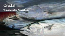  Presentation with overfishing - Beautiful presentation theme featuring overfishing - bonito skipjack tuna sarda sarda backdrop and a ocean colored foreground