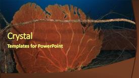  Presentation with fishing net - PPT layouts with overfishing - old fishing net pollutes coral background and a tawny brown colored foreground