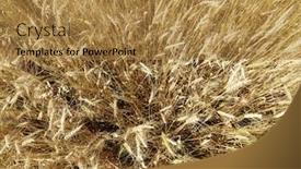 Presentation with wheat - Slides consisting of overhead-close-up-view background and a gold colored foreground