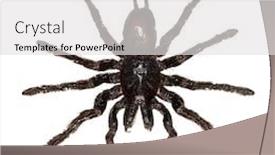  Presentation with spider - Audience pleasing PPT theme consisting of overhead view of a black hanging tarantula spider isolated on white backdrop and a light gray colored foreground