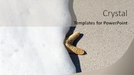  Presentation with starfish - Slides enhanced with overhead-view-of-a-starfish background and a light gray colored foreground