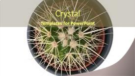  Presentation with cactus - Beautiful theme featuring overhead-view-of-cactus-plant backdrop and a tawny brown colored foreground
