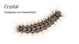  Presentation with caterpillar - Audience pleasing PPT theme consisting of overhead view of the caterpillar backdrop and a white colored foreground