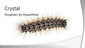  Presentation with caterpillar - PPT theme consisting of overhead view of the caterpillar background and a white colored foreground