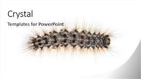  Presentation with caterpillar - Colorful theme enhanced with overhead view of the caterpillar backdrop and a white colored foreground