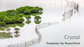  Presentation with mangrove - Colorful PPT theme enhanced with overlooking-mangrove-forest-in-sea backdrop and a white colored foreground