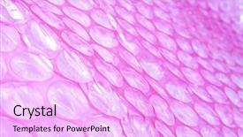  Presentation with bubble - Audience pleasing presentation consisting of oversize cargo - pink plastic protective bubble wrap backdrop and a  colored foreground