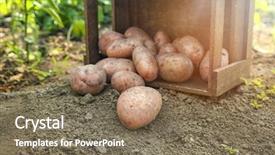  Presentation with ripe golden potato on white - Theme having overturned box with ripe potatoes background and a  colored foreground