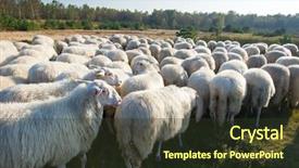 Presentation with cattle farm cattle animals - Theme with ovine - cattle white veluwe sheep background and a tawny brown colored foreground