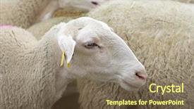  Presentation with sheep - Colorful slide set enhanced with ovine - close-up of a sheep backdrop and a violet colored foreground