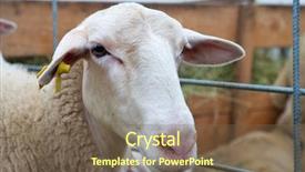  Presentation with sheep and goat - Cool new slide deck with ovine - close-up of a sheep backdrop and a tawny brown colored foreground