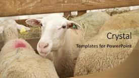  Presentation with sheep - PPT theme enhanced with ovine - close-up of a sheep background and a coral colored foreground