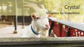 Presentation with sheep - Slides having ovine - cute sheep in farm background and a yellow colored foreground