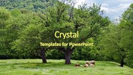  Presentation with green shadow - Slides featuring ovine - flock of sheep resting background and a tawny brown colored foreground