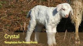  Presentation with sheep - PPT theme consisting of ovine - little lamb cuddling with mother background and a tawny brown colored foreground