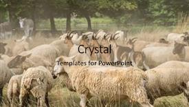  Presentation with livestock - Presentation design featuring ovine - livestock in a farm background and a  colored foreground