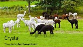  Presentation with animal nature - Cool new PPT layouts with ovine - llamas on farm in norway backdrop and a gold colored foreground